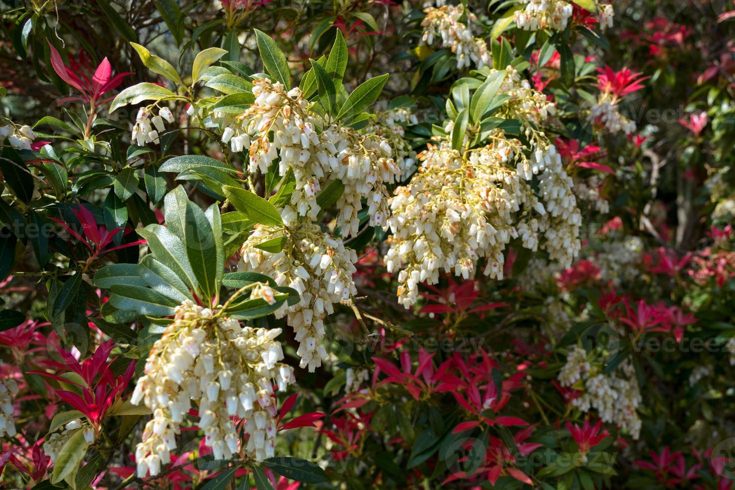 pieris formosa blommar på våren i östra grinstead foto