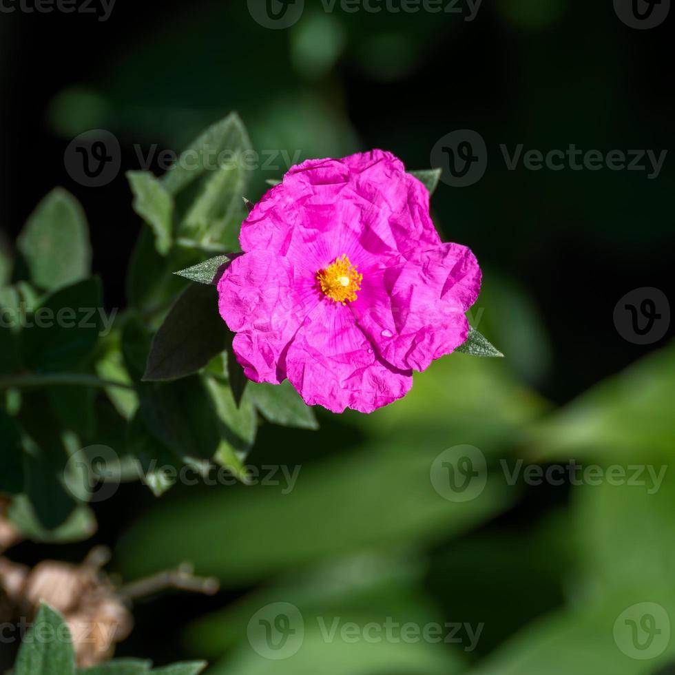 rosa cistus som blommar i en trädgård i West Sussex foto