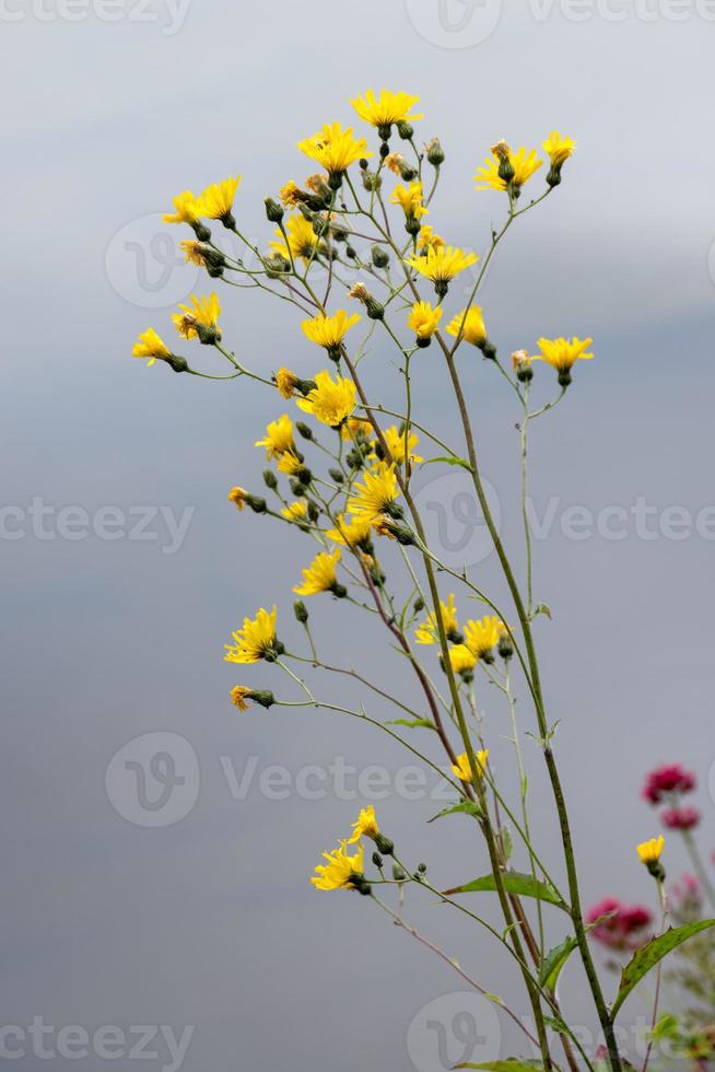 slät hökgräsblomning i llangollen foto