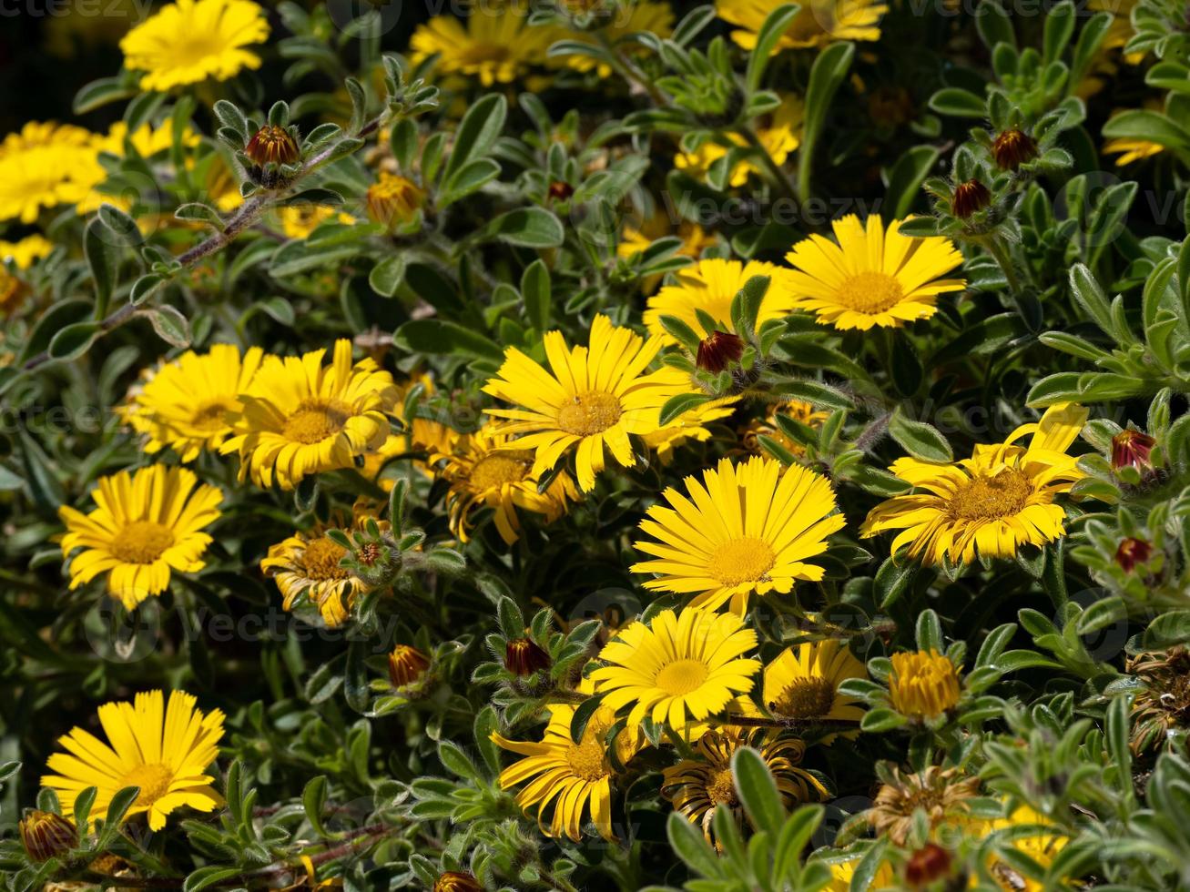 gula blommor som blommar på sommaren bredvid strandpromenaden i Eastbourne foto