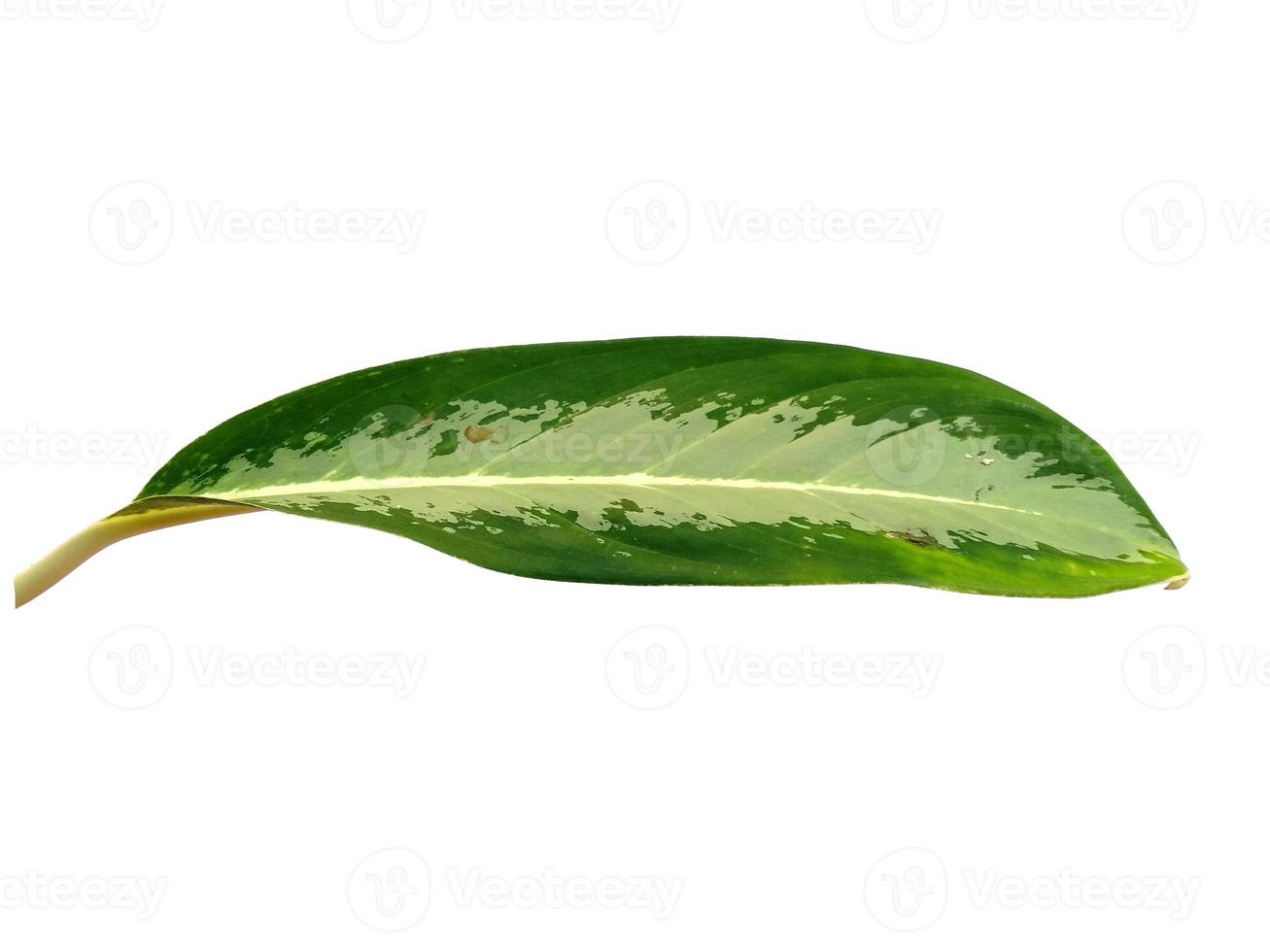 aglaonema commutatum blad isolerad på vit bakgrund foto