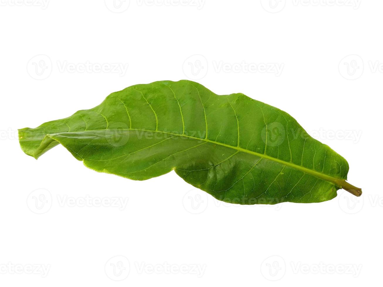 calotropis gigantea blad eller jätte calotrope blad isolerad på vit bakgrund foto
