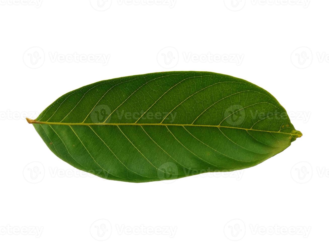 nephelium lappaceum blad eller rambutan blad på vit bakgrund foto