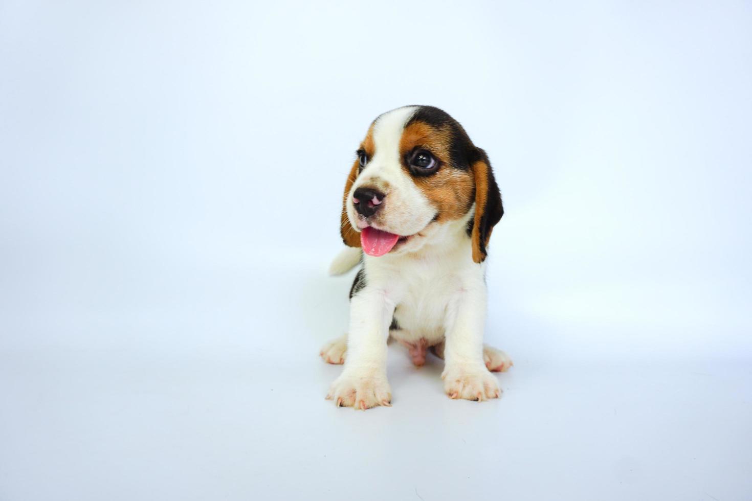 bedårande tricolor beagle på vit skärm. beaglar används i en rad forskningsprocedurer. det allmänna utseendet på beagle liknar en miniatyr rävhund. beaglar har utmärkta näsor. foto