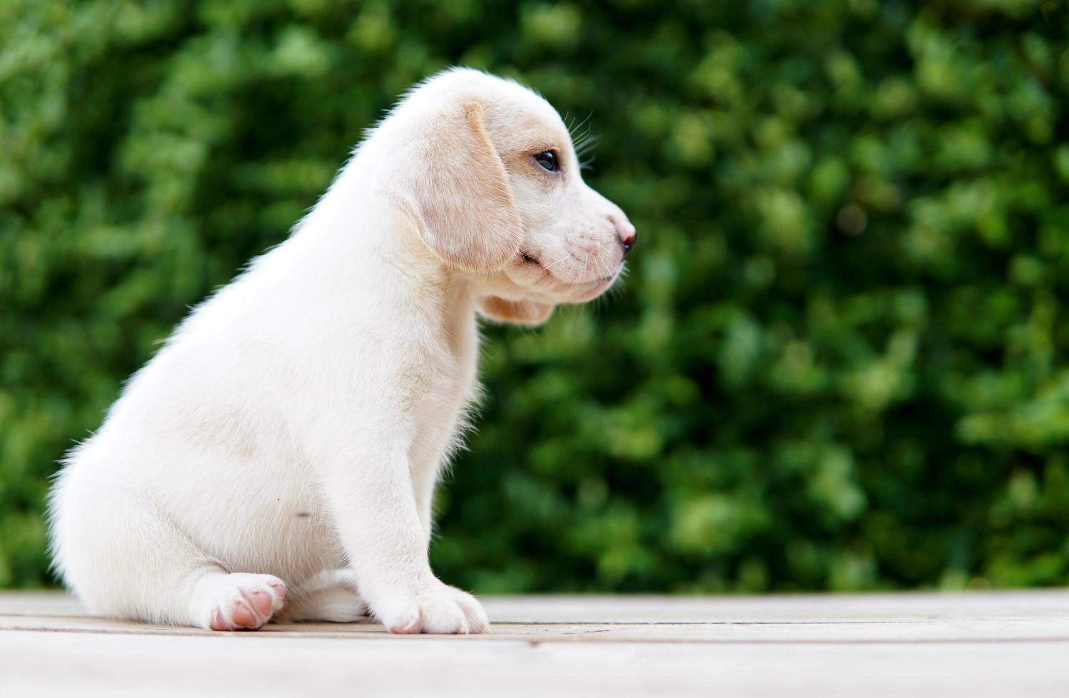 bedårande beagle valp ålder en månad sitter på trägolv och ser fram emot. bild har kopia utrymme för reklam eller text. beaglar har utmärkta näsor. foto