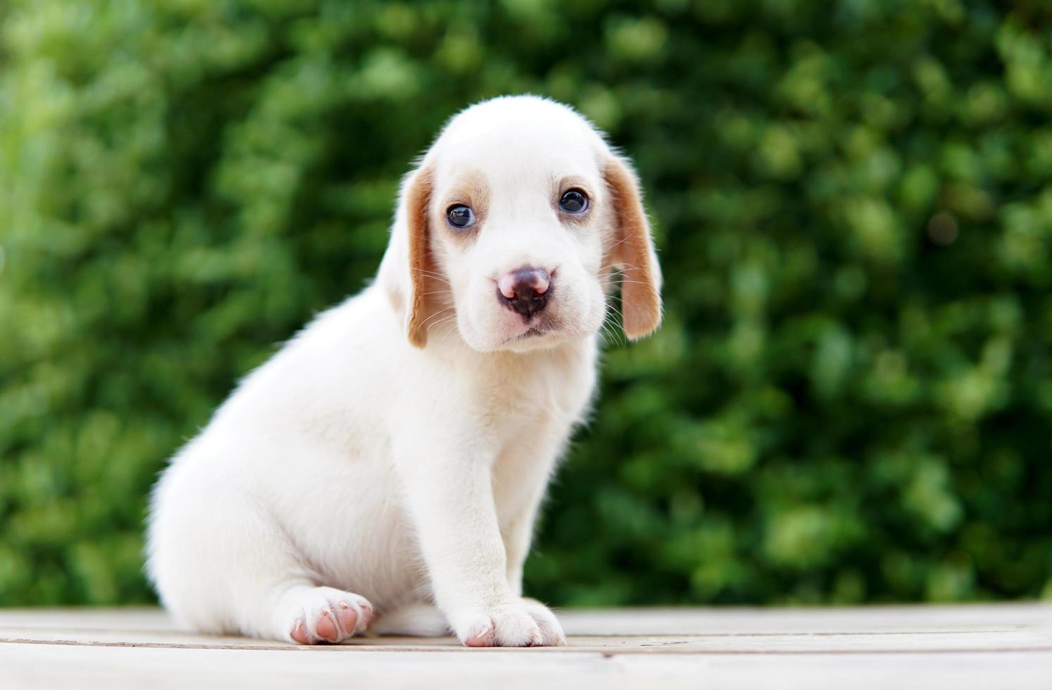 söt beagle valp ålder en månad sitter på grönt golv och ser fram emot. bild har kopia utrymme för reklam eller text. beaglar har utmärkta näsor. foto