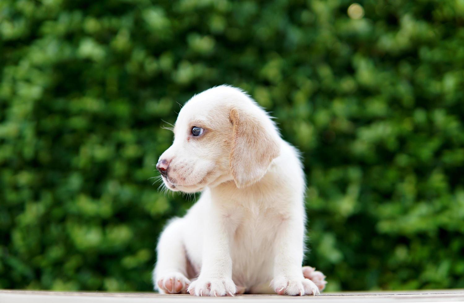 söt beagle valp ålder en månad sitter på grönt golv och ser fram emot. bild har kopia utrymme för reklam eller text. foto