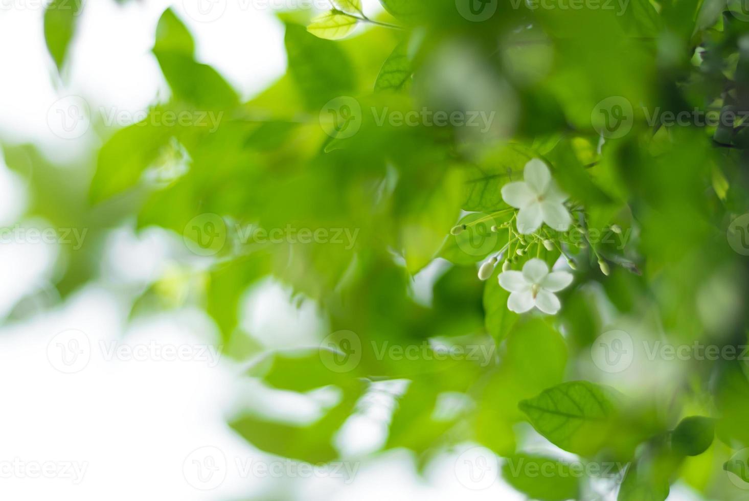 vita blommor, små och ömtåliga, moke foto