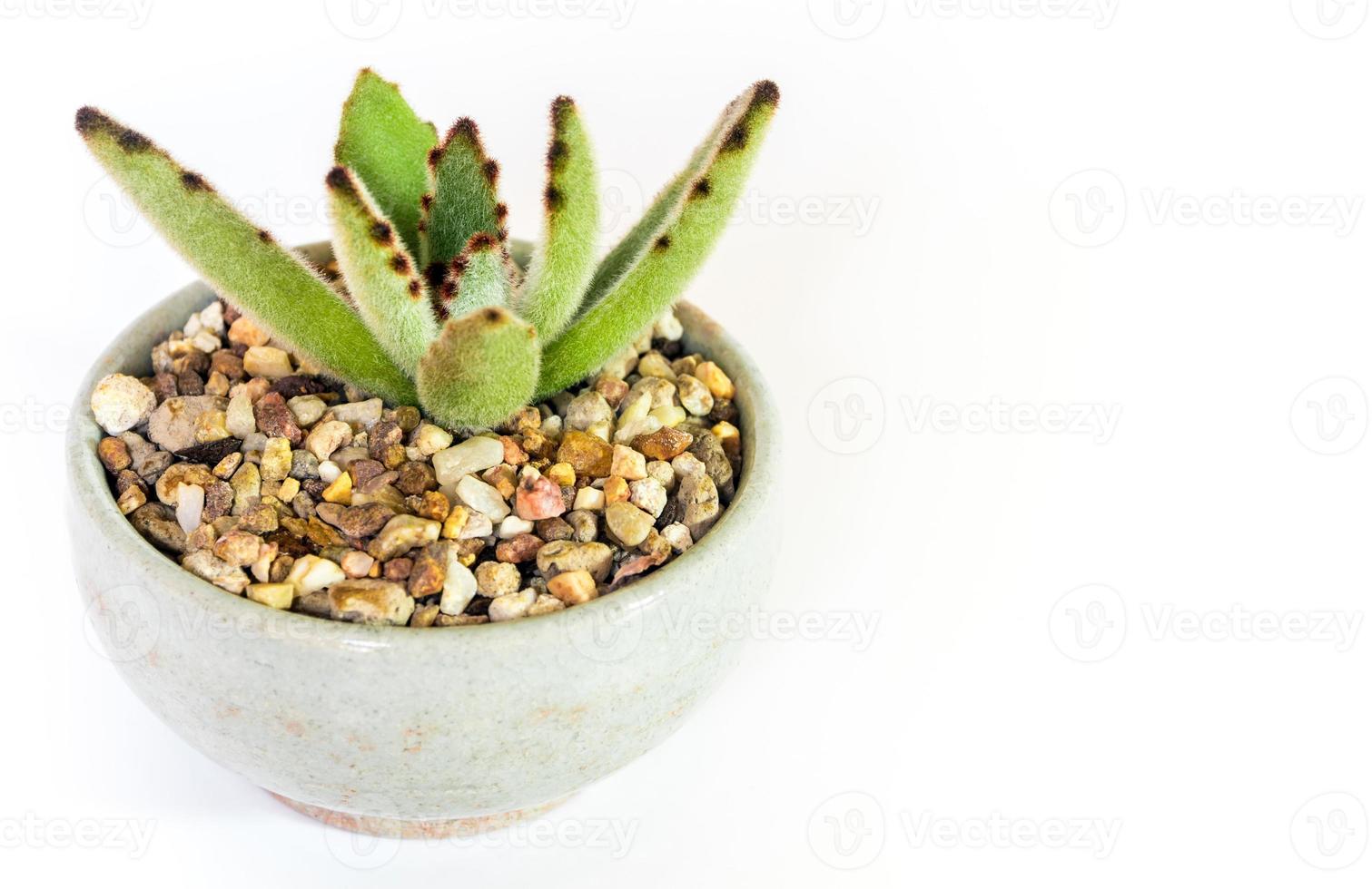 håriga blad av kalanchoe tomentosa suckulent växt i keramikkrukan foto