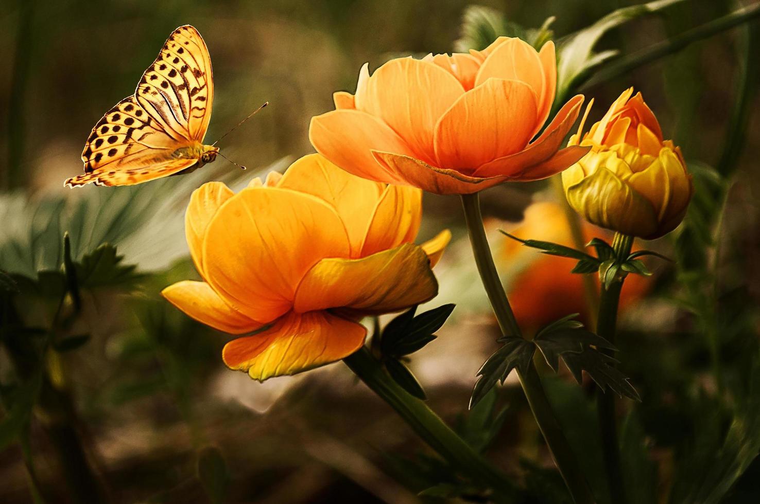 vacker natur trädgård blomma med fjäril tapet foto