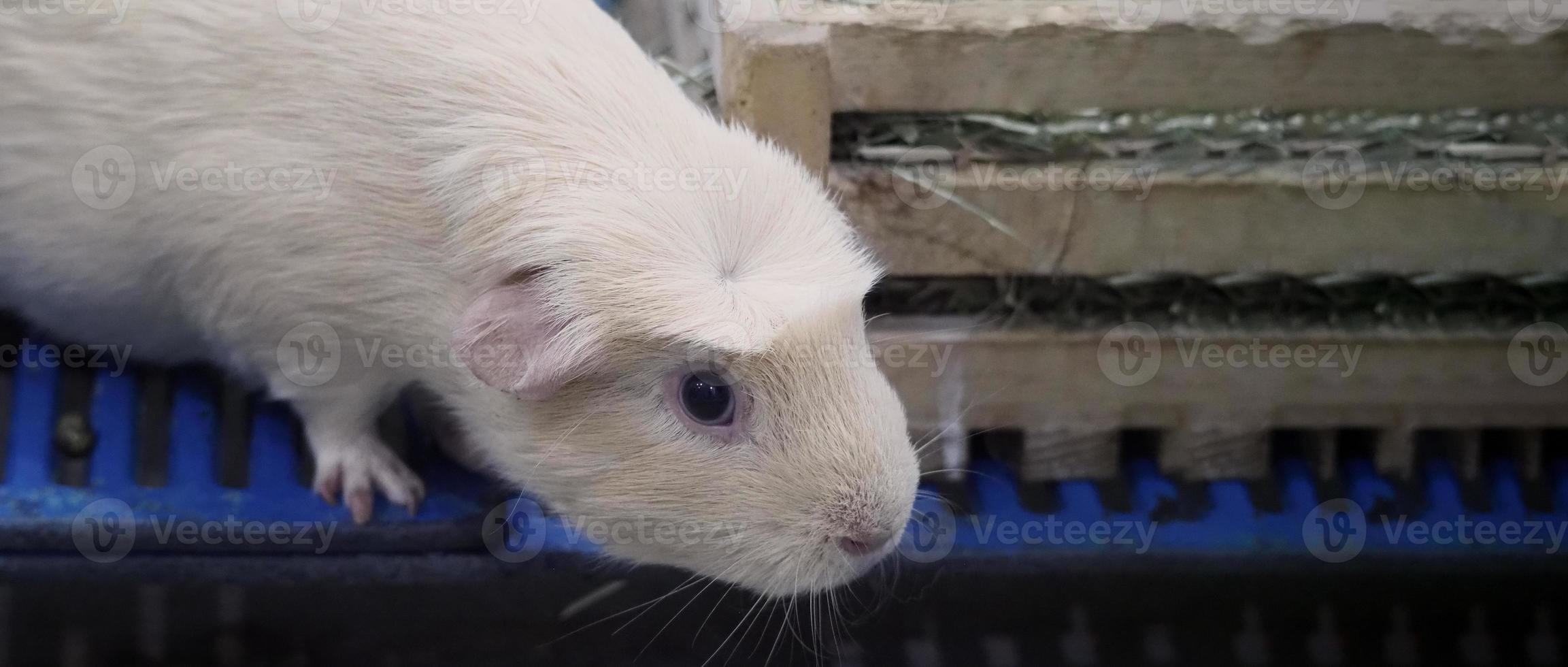 vit hamster. liten husdjurshamster på plast- och träbur. foto