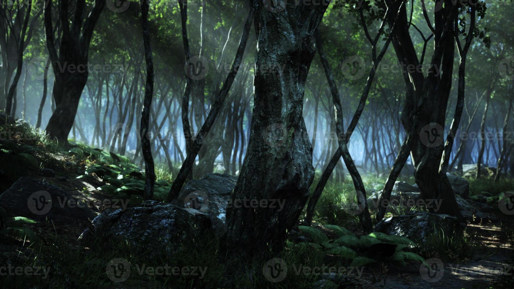 läskig mystisk magi djup skog foto