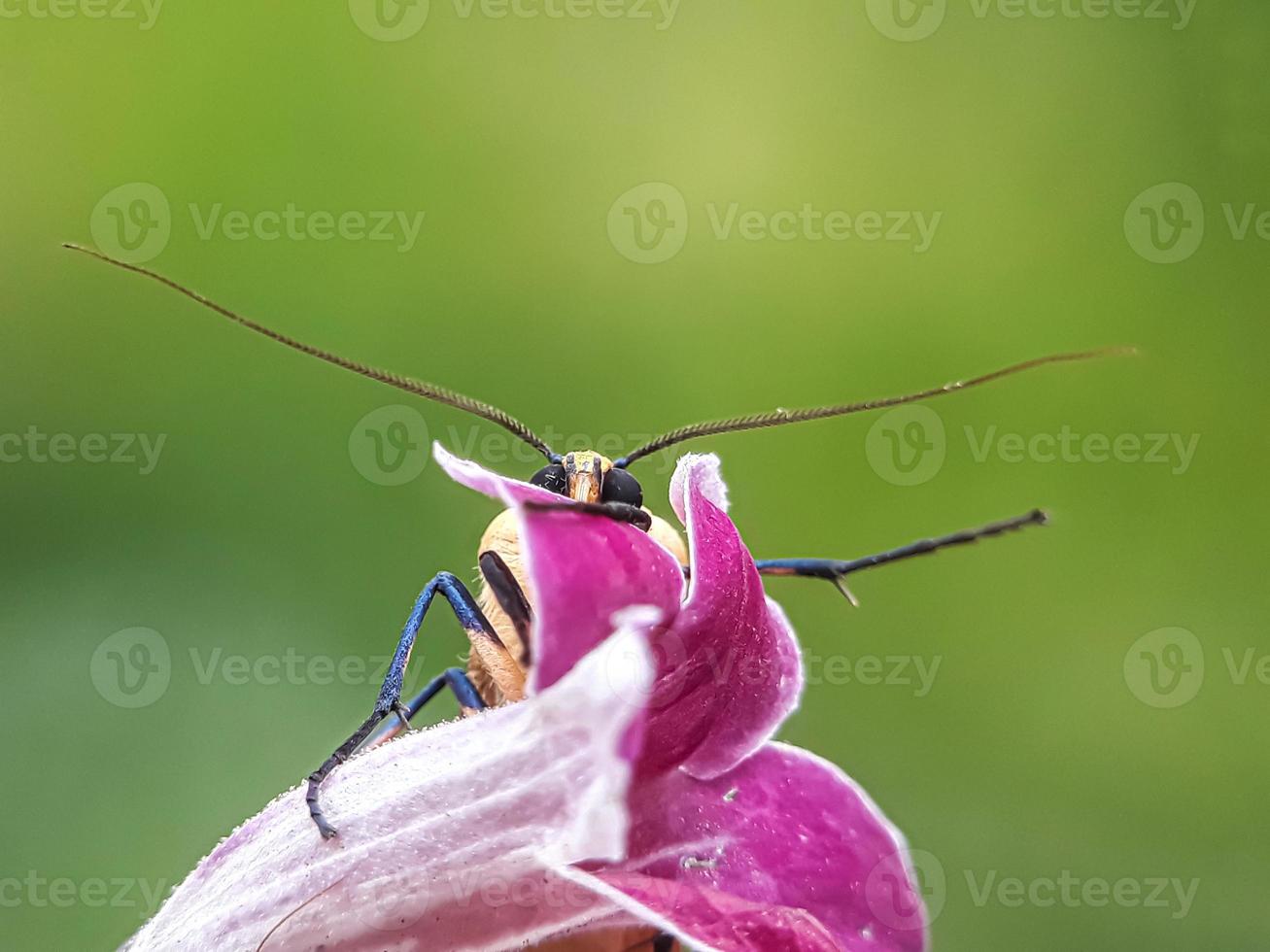 makroinsekter, sniglar på blommor, fingersvampar, orkidéer, löv, med en naturlig bakgrund foto