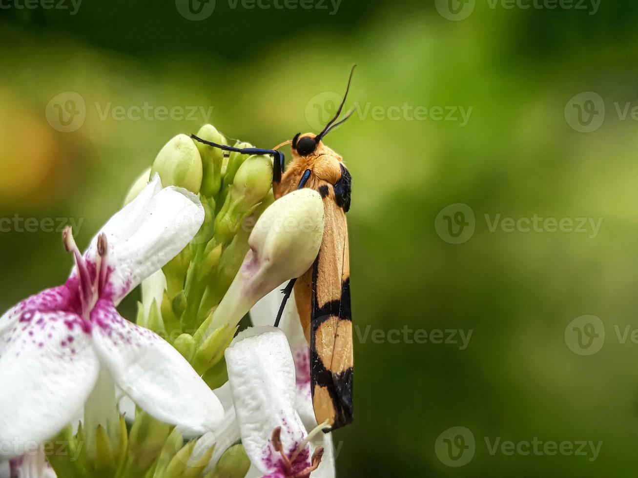 makroinsekter, sniglar på blommor, fingersvampar, orkidéer, löv, med en naturlig bakgrund foto