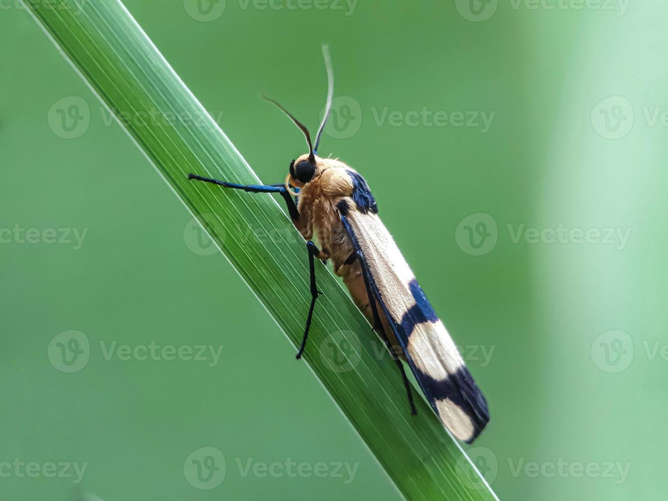 makroinsekter, sniglar på blommor, fingersvampar, orkidéer, löv, med en naturlig bakgrund foto