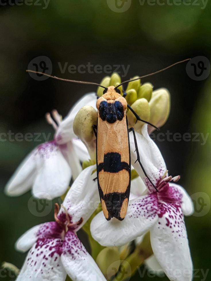 makroinsekter, sniglar på blommor, fingersvampar, orkidéer, löv, med en naturlig bakgrund foto