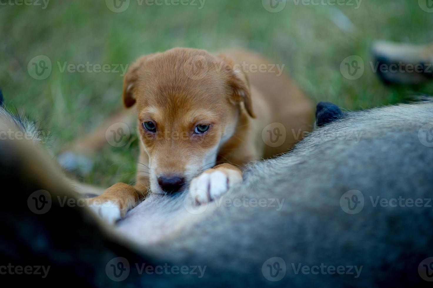 bilden av en valp som äter bröstmjölk från hunger dog lover koncept med kopia utrymme foto