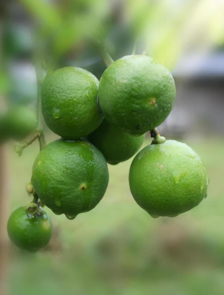 grupp citron och solljus i gården foto