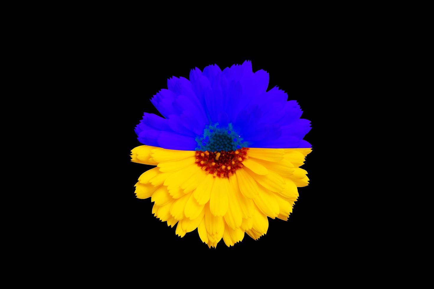blomman är tonad med den gulblå färgen på den ukrainska flaggan på en svart bakgrund foto
