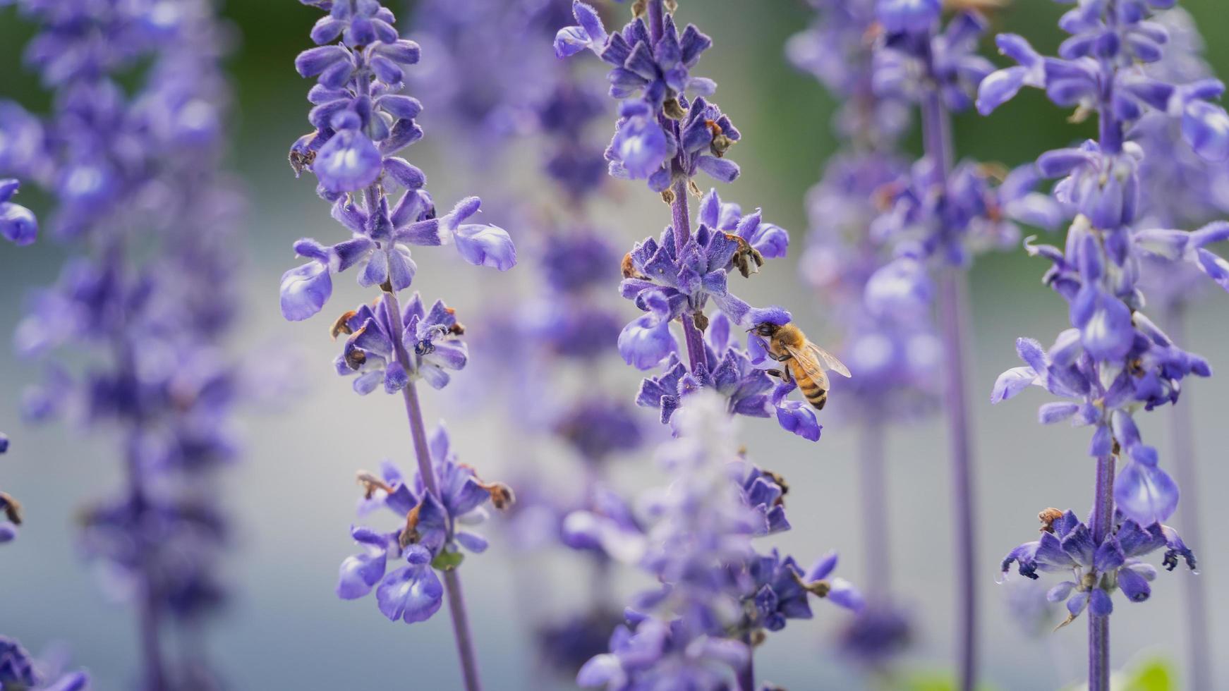 biet letar efter nektar av lila lavendelblommor. djur koncept foto