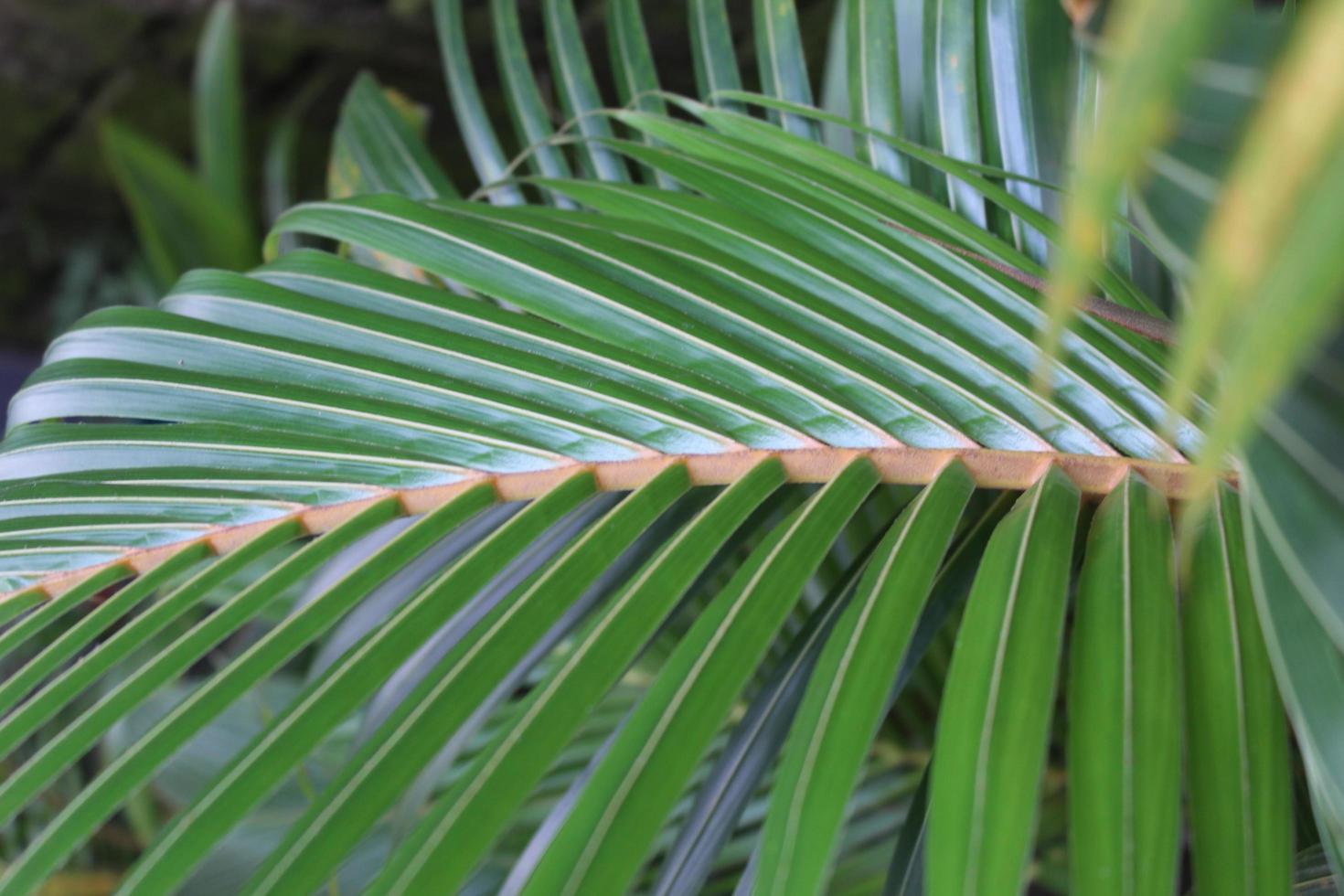gröna palmblad med orange stjälkar foto