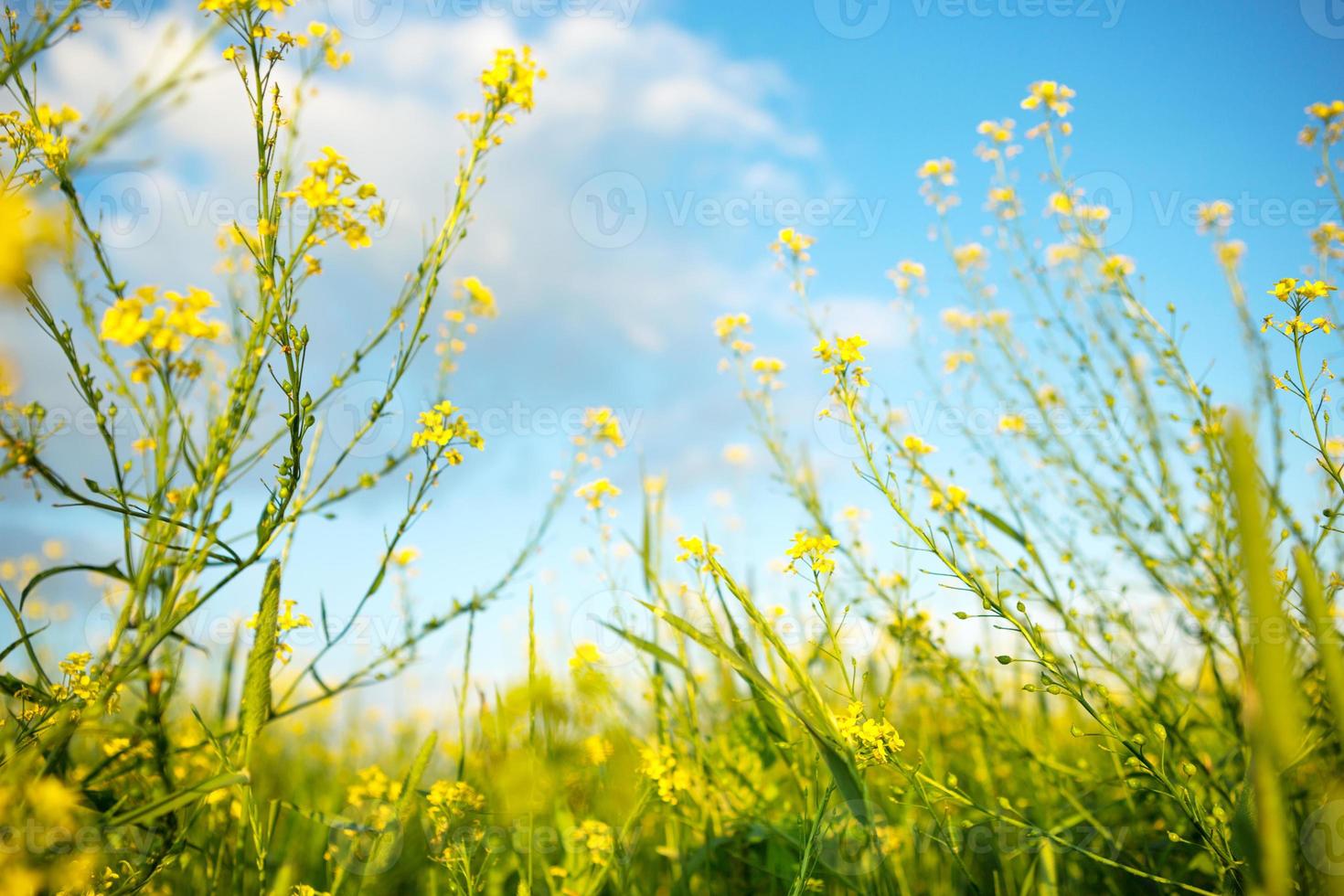 gula vildblommor av raps, bovete på sommaren mot en blå himmel. sommartid, vår, blomning, doft. odling av naturligt jordbruk. solig bakgrund, frihet, lugn. foto