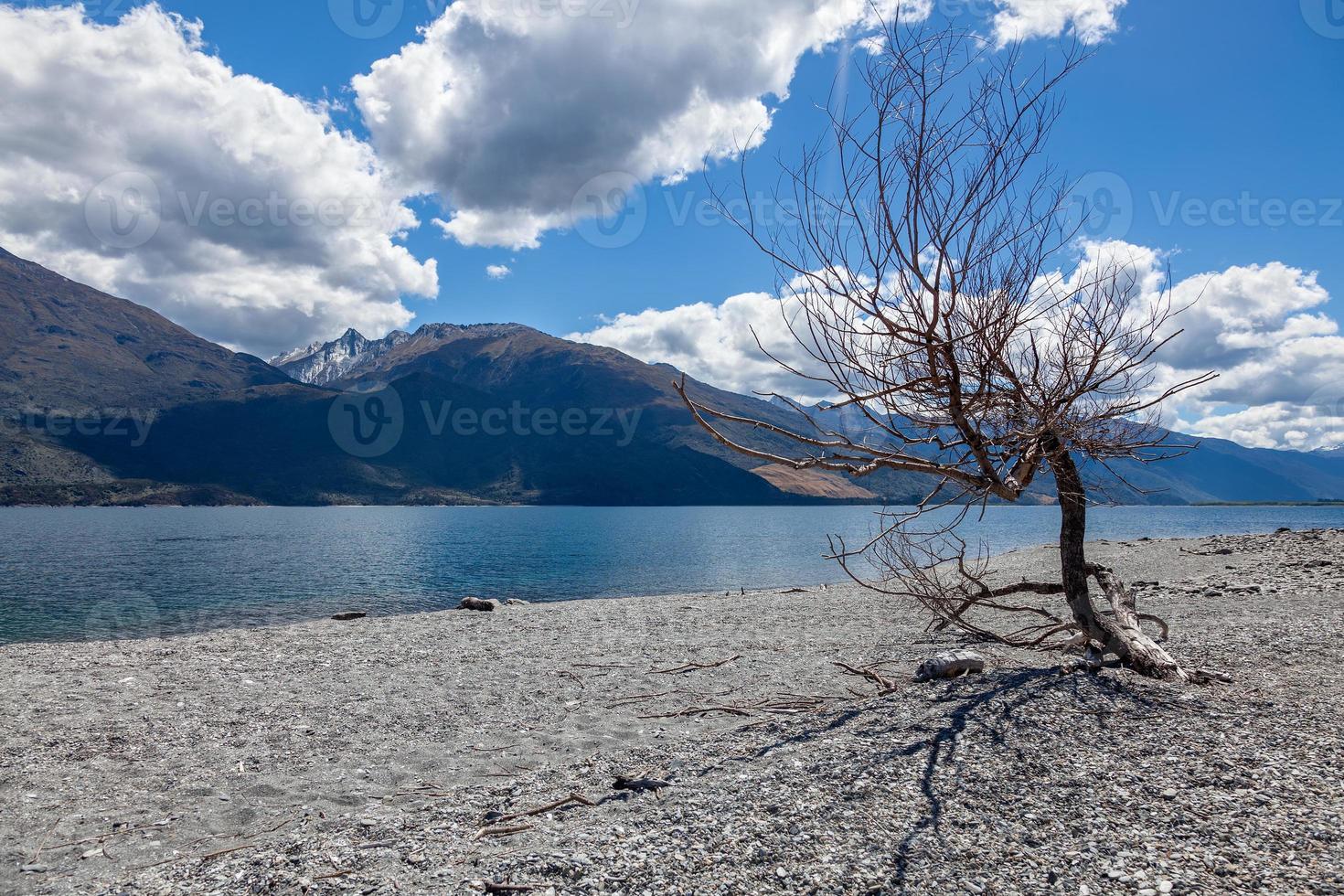 dött träd på stranden av sjön wanaka i Nya Zeeland foto