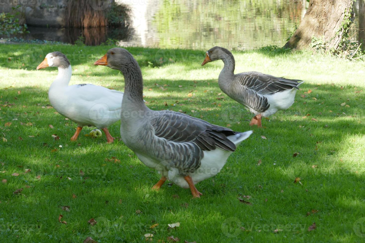 vyer och detaljer om gatorna och husen i allariz foto