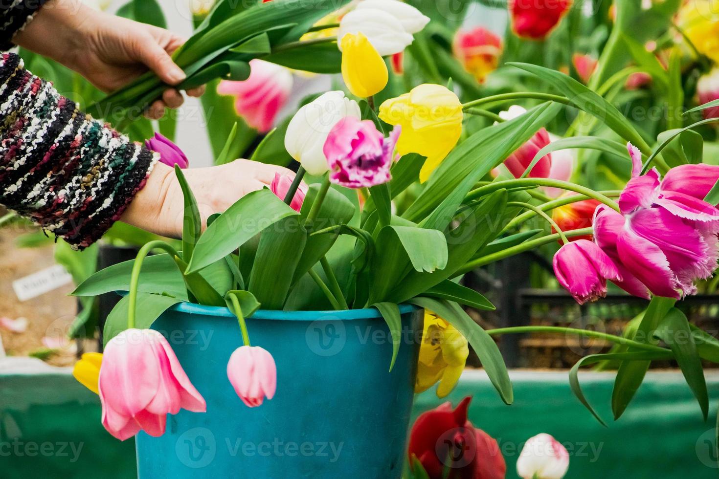 kvinna florist gör bukett av tulpaner. foto