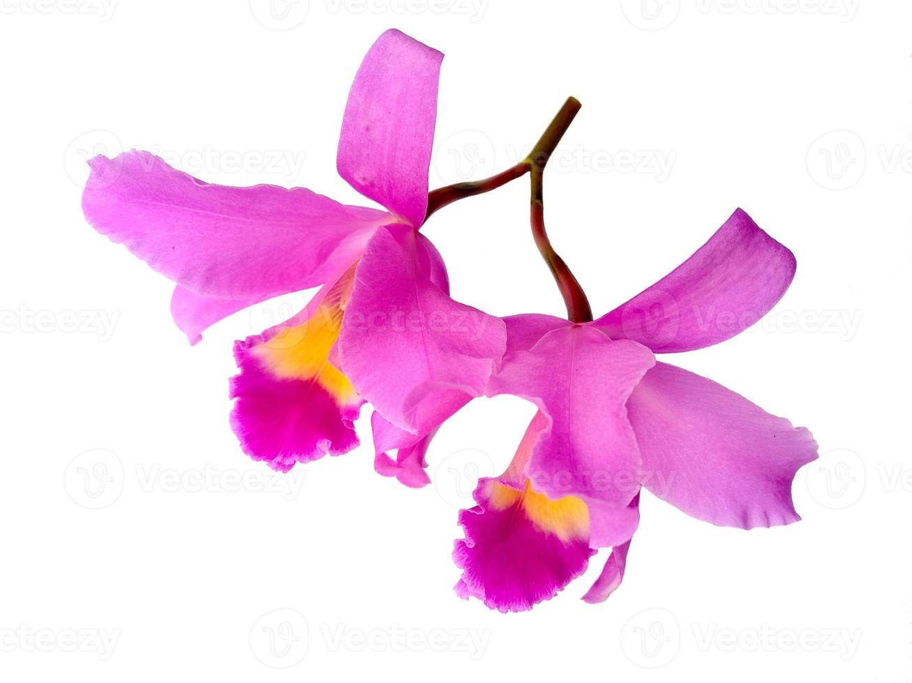 vackra lila cattleya orkidéblommor isolerad på vit bakgrund foto