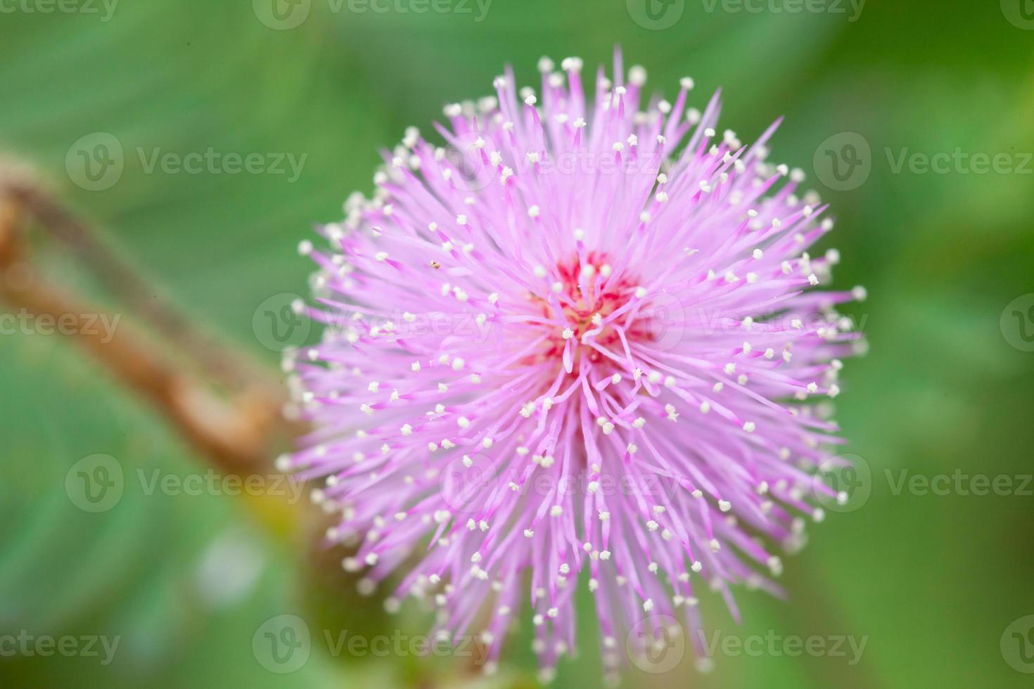 mimosa blommar på morgonen foto