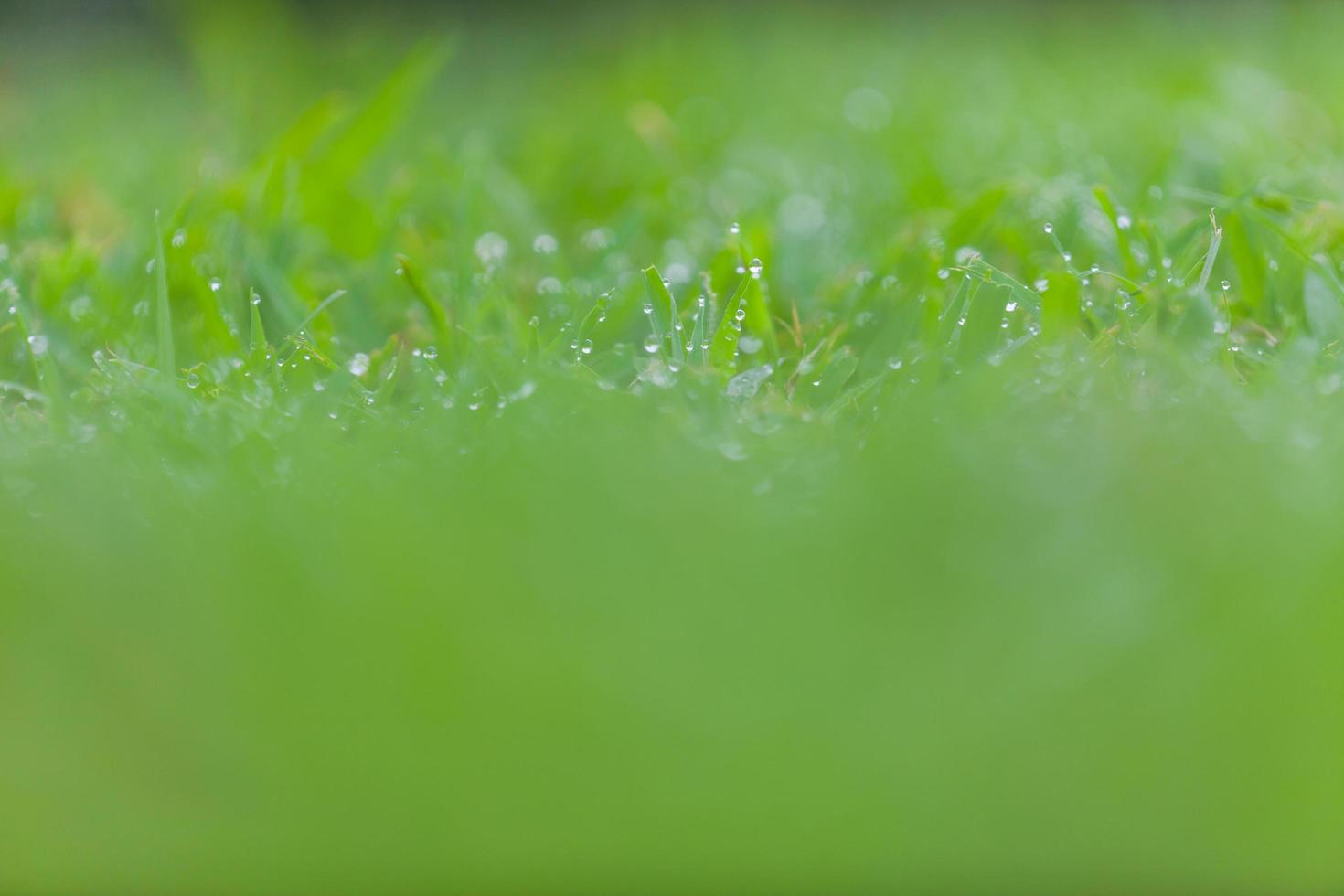 färskt grönt gräs med vattendroppar foto