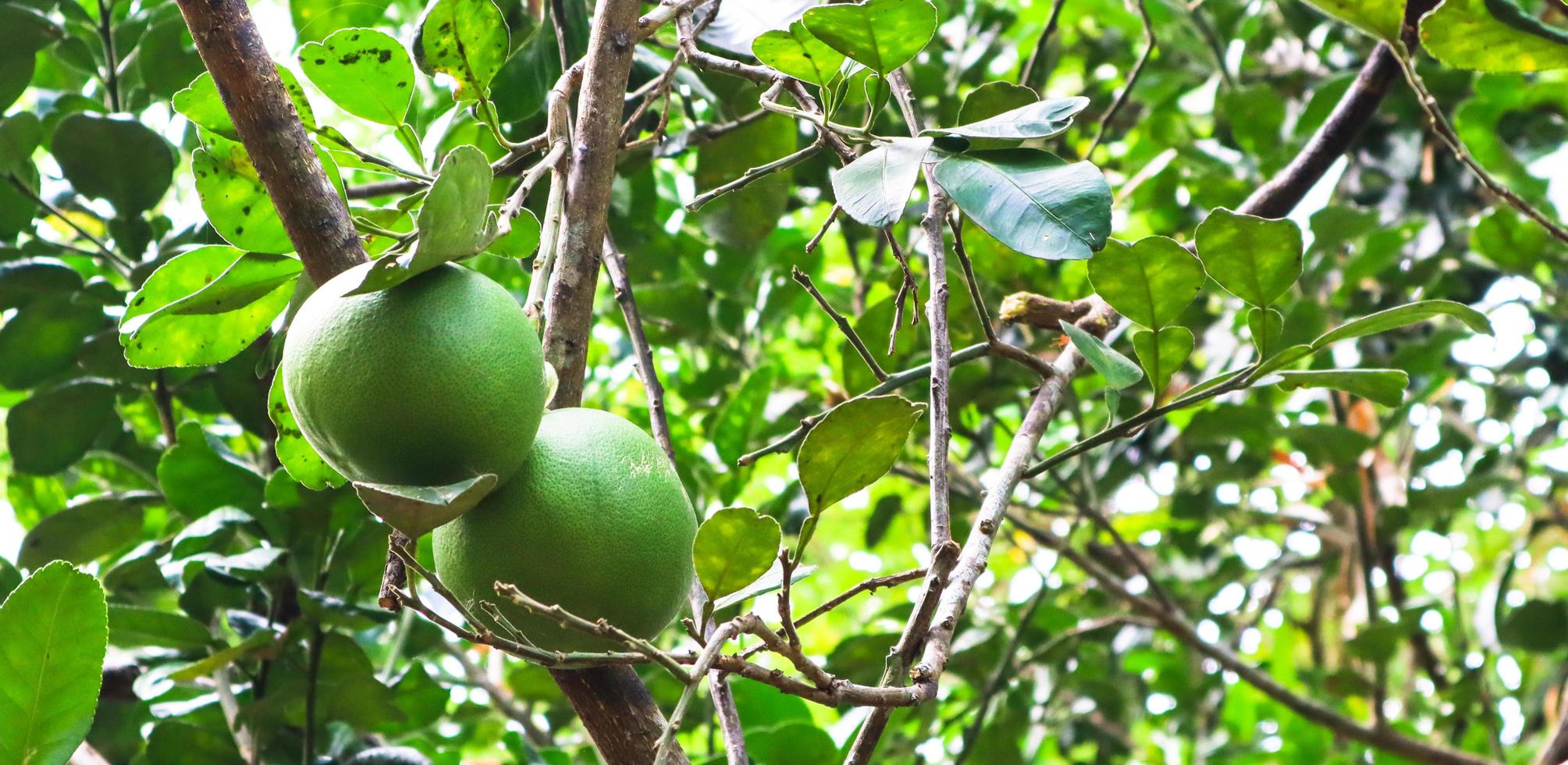 färsk pomelo hängande på trädet. säsongens frukt koncept. foto