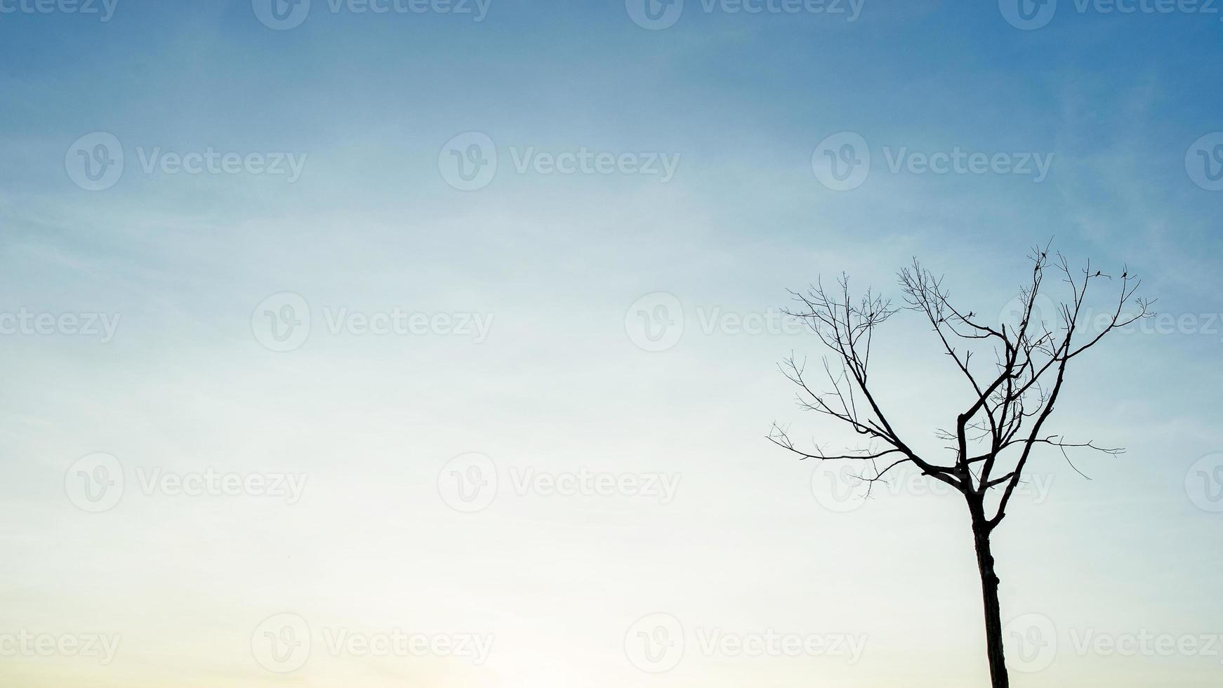 vackert träd och himmel naturligt koncept foto