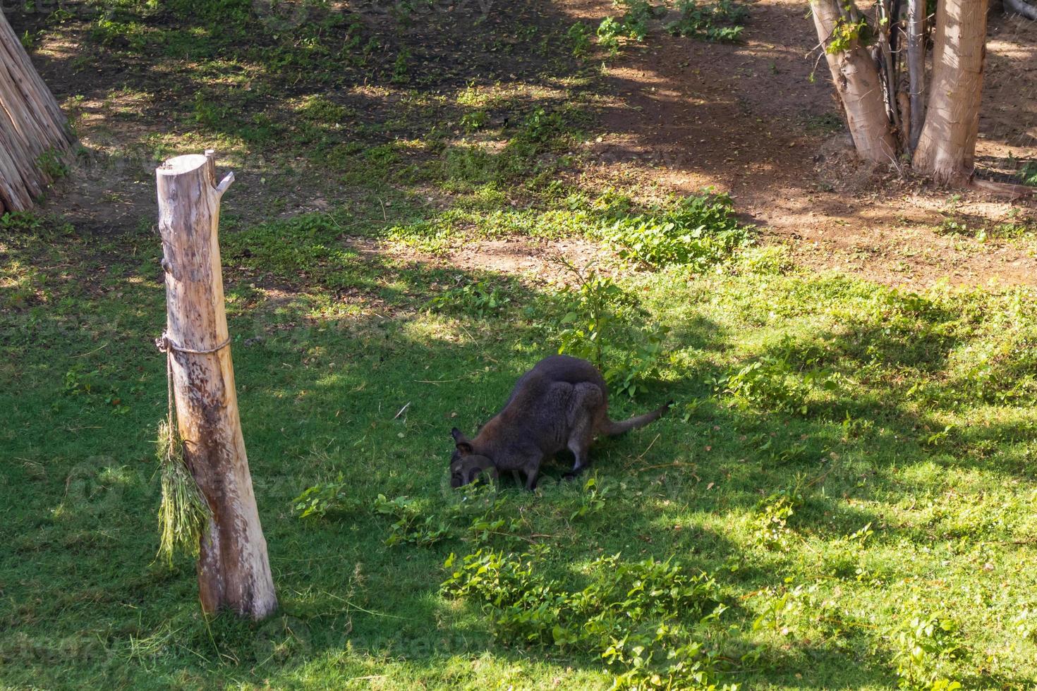 känguru i djurparken foto