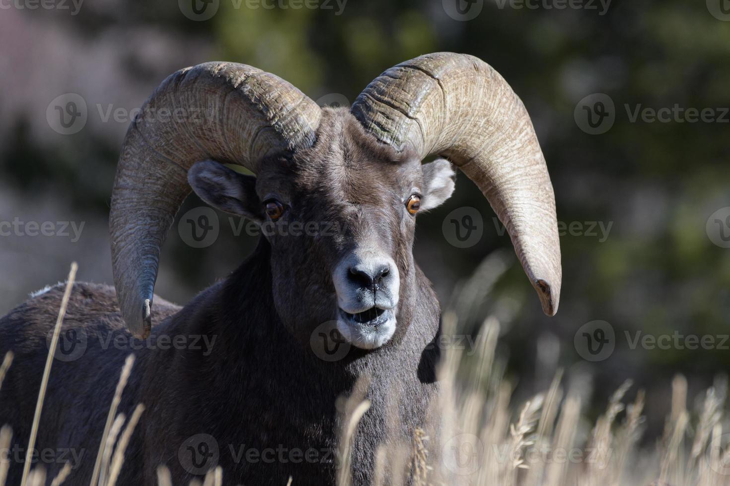 Colorado Rocky Mountain Bighorn Sheep Ram foto