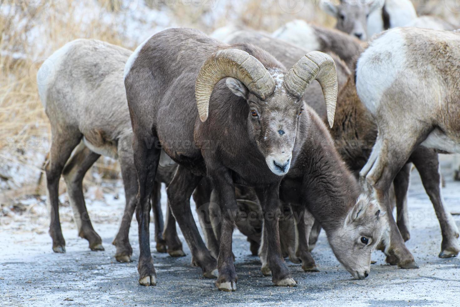 Colorado steniga berg bighorn får foto