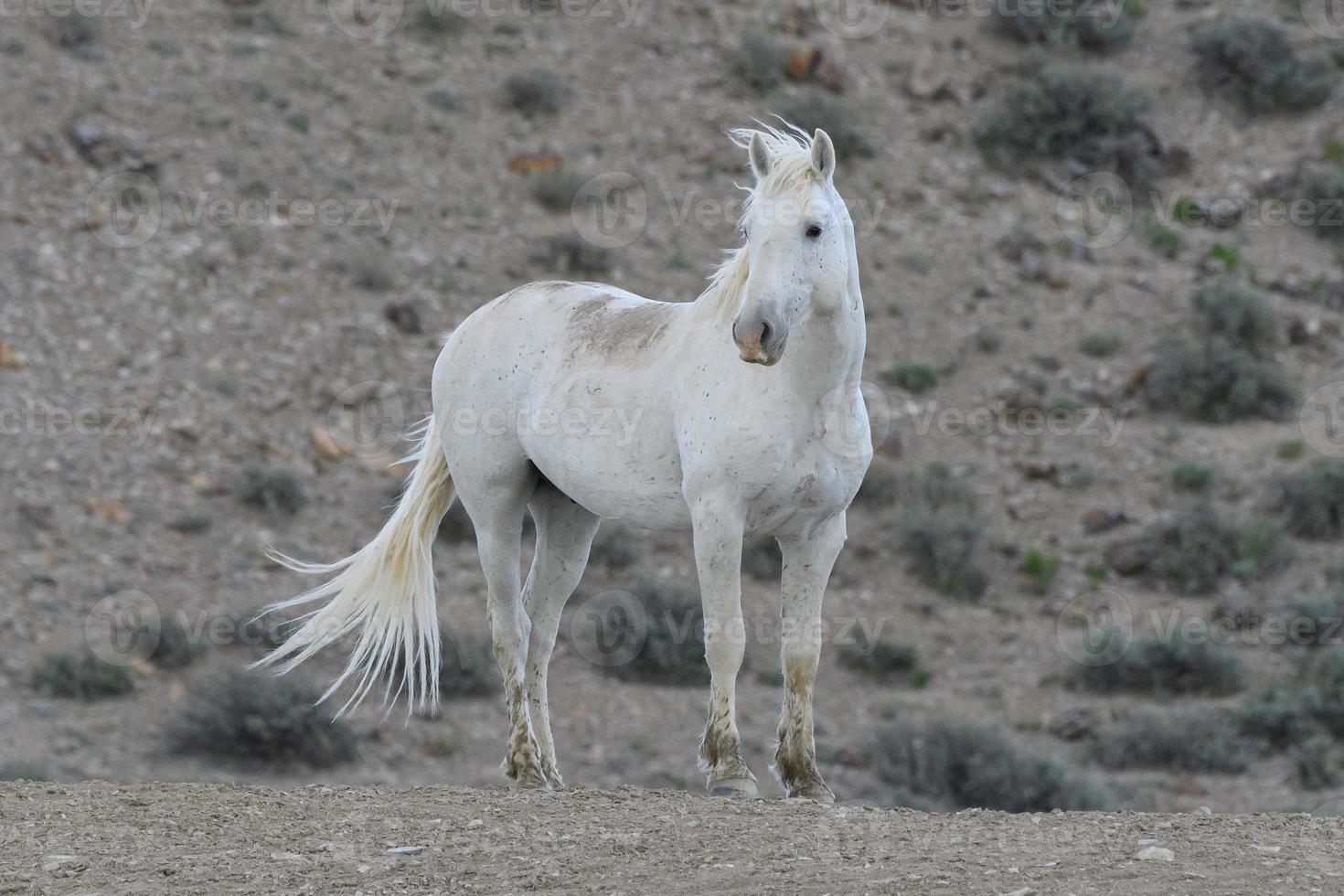 vilda mustanghästar i Colorado foto