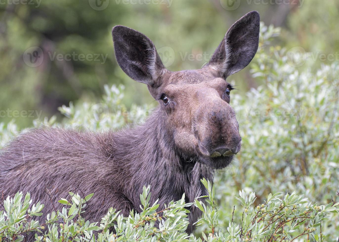 älg i Colorado klippiga bergen foto