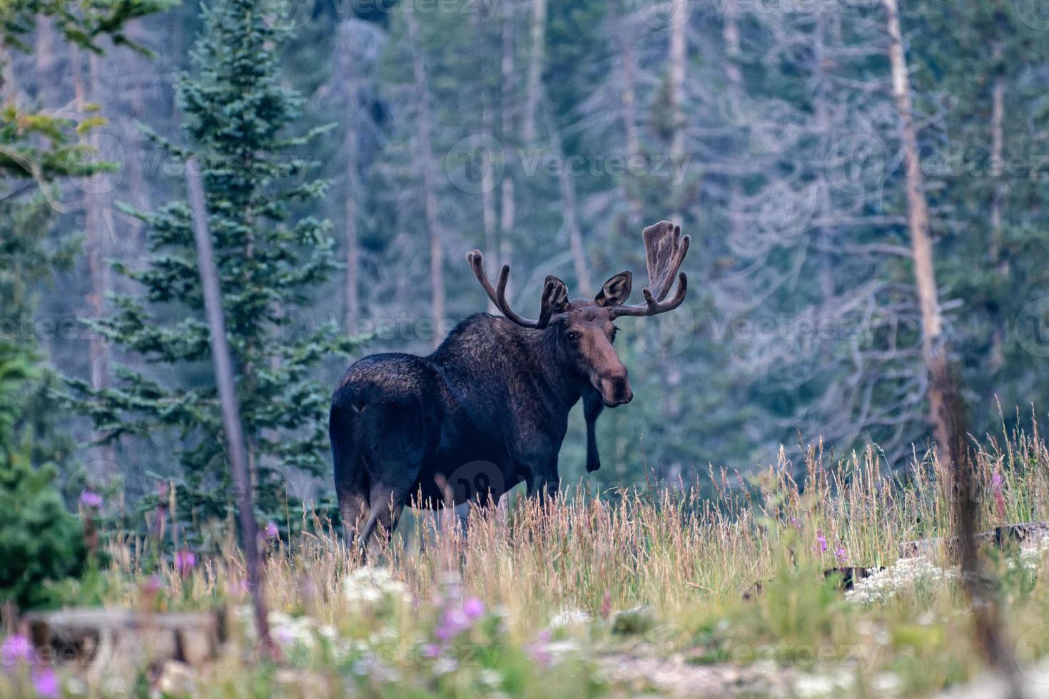 älg i Colorado klippiga bergen foto