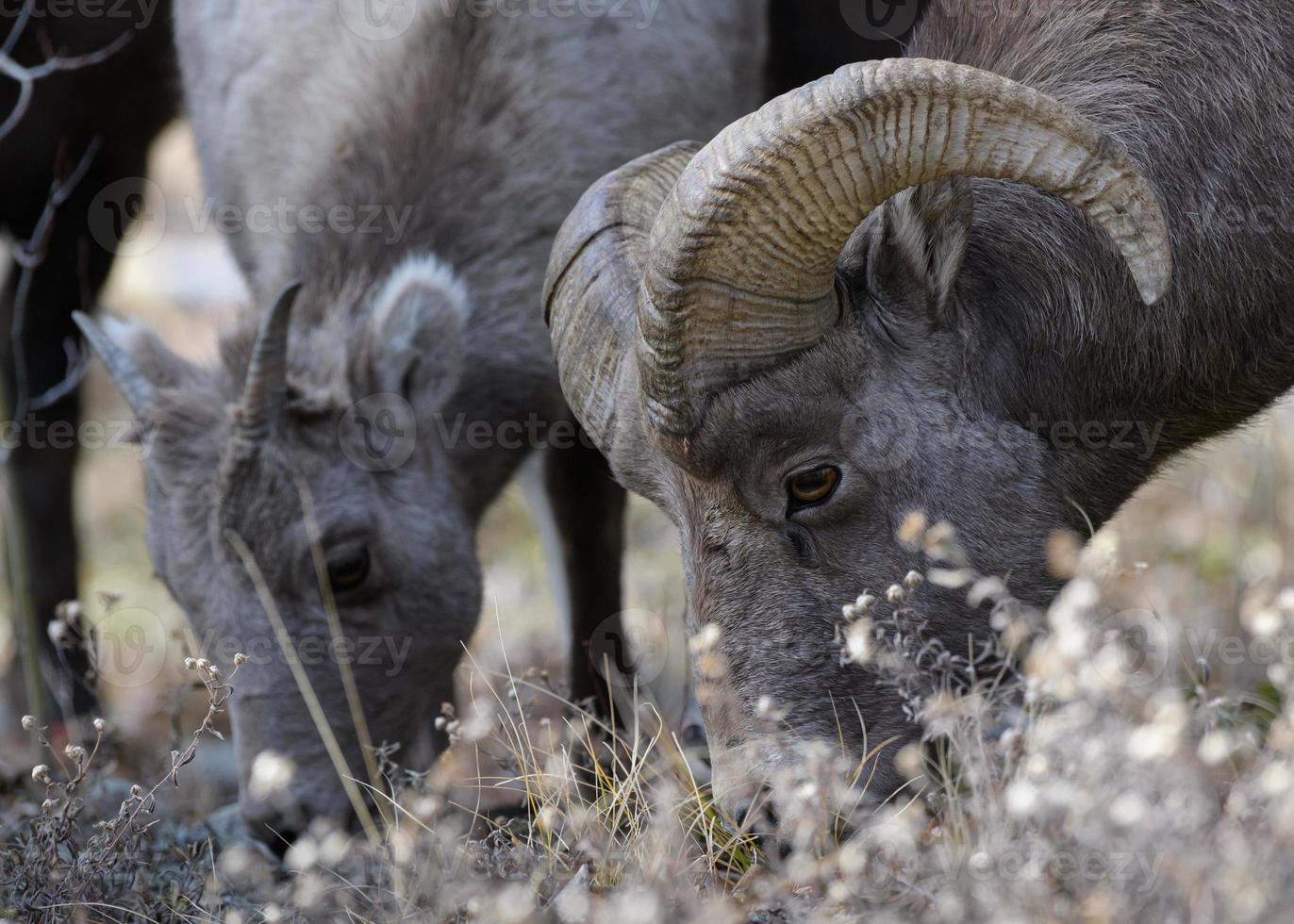 Colorado steniga berg bighorn får foto