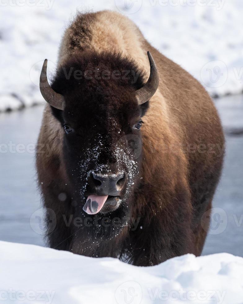 amerikansk bison, Yellowstone nationalpark. vinterscen. foto