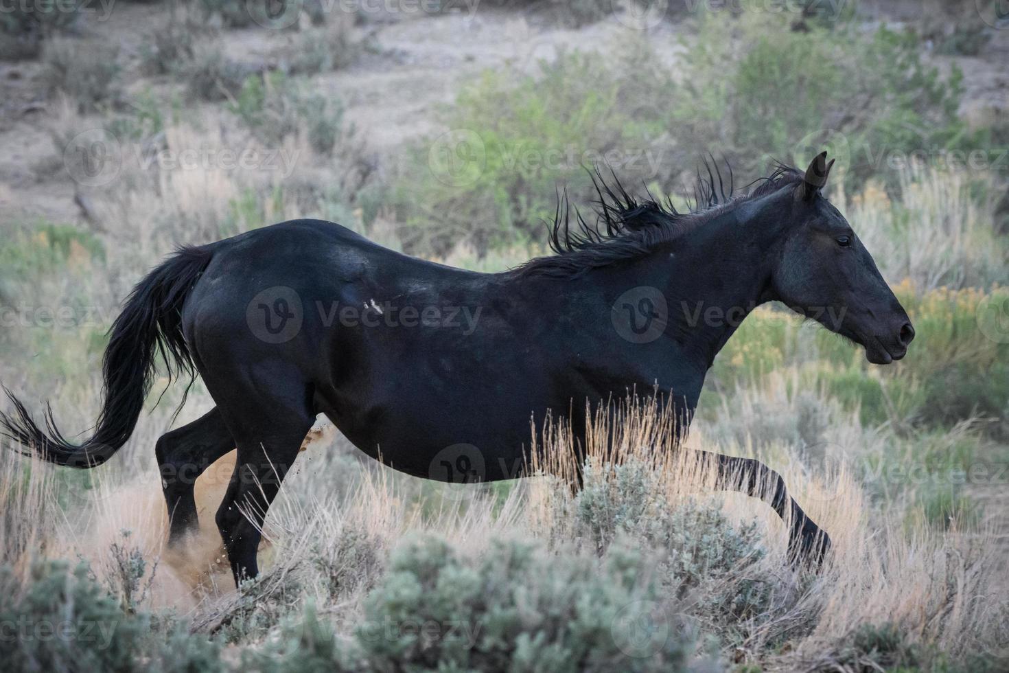 vilda mustanghästar i Colorado foto