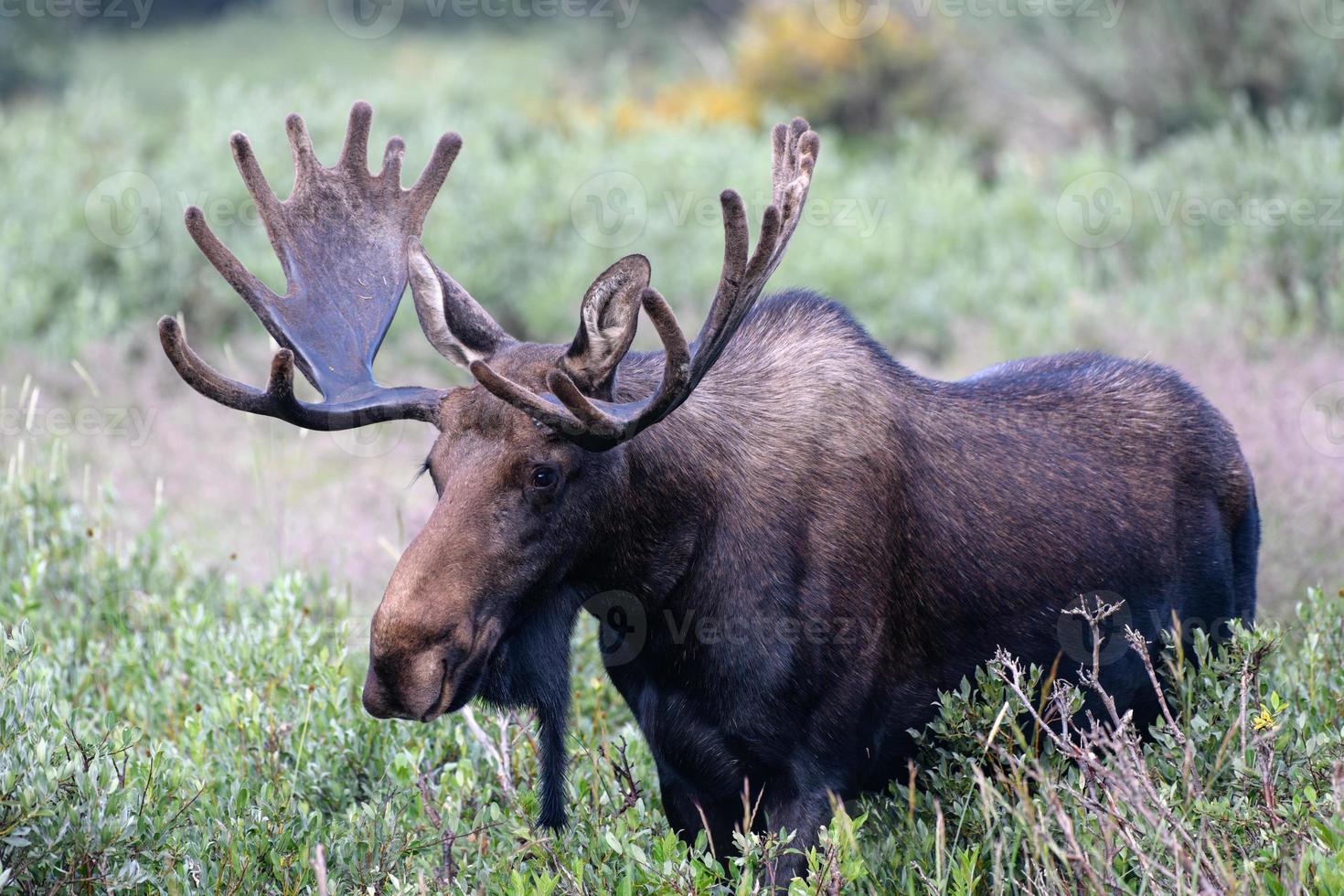 älg i Colorado klippiga bergen foto