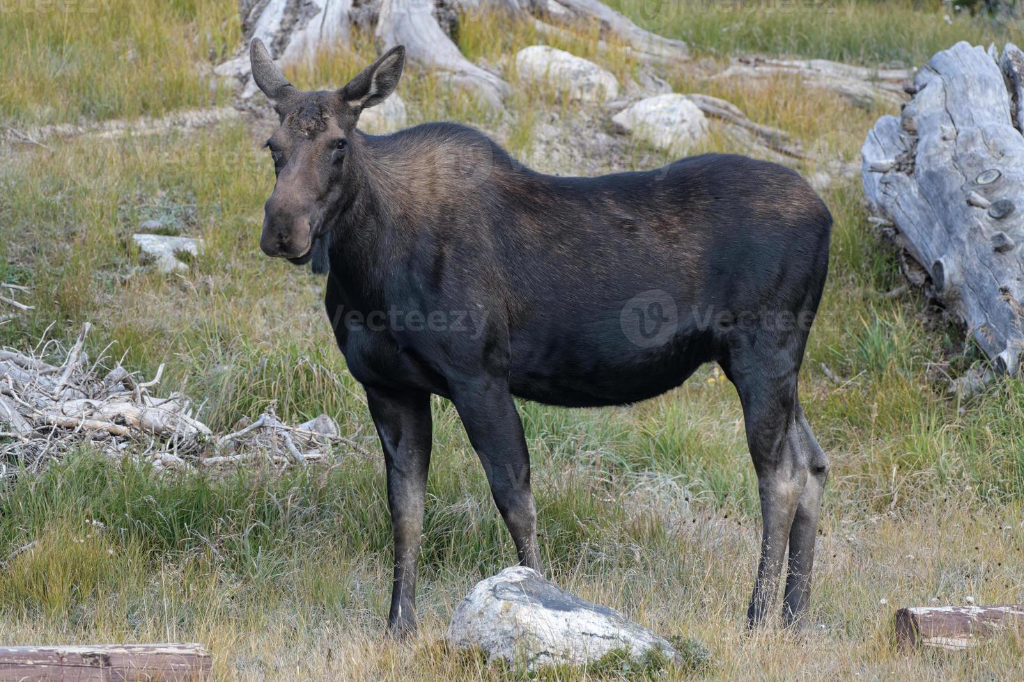 älg i Colorado klippiga bergen foto