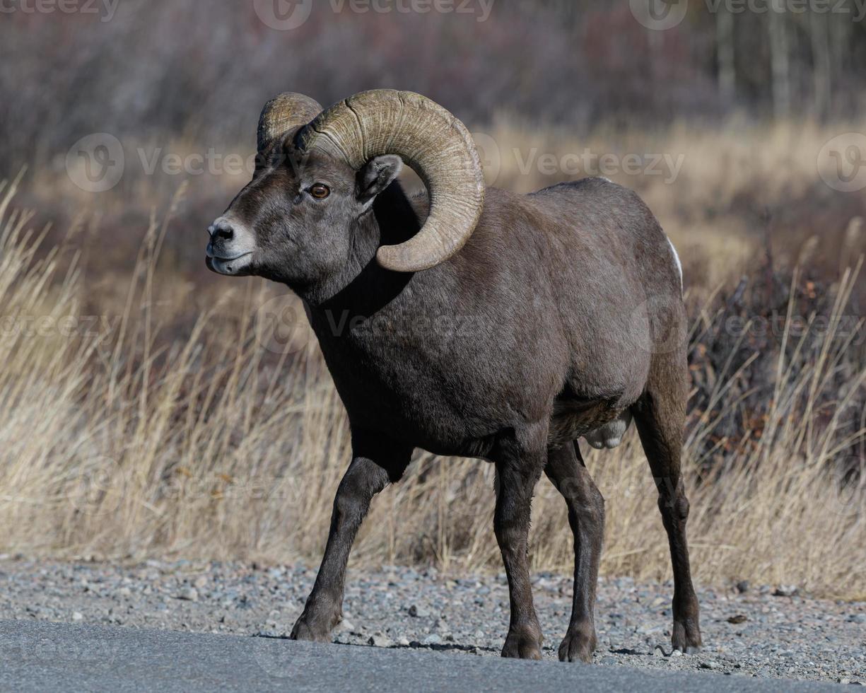 Colorado steniga berg bighorn får foto