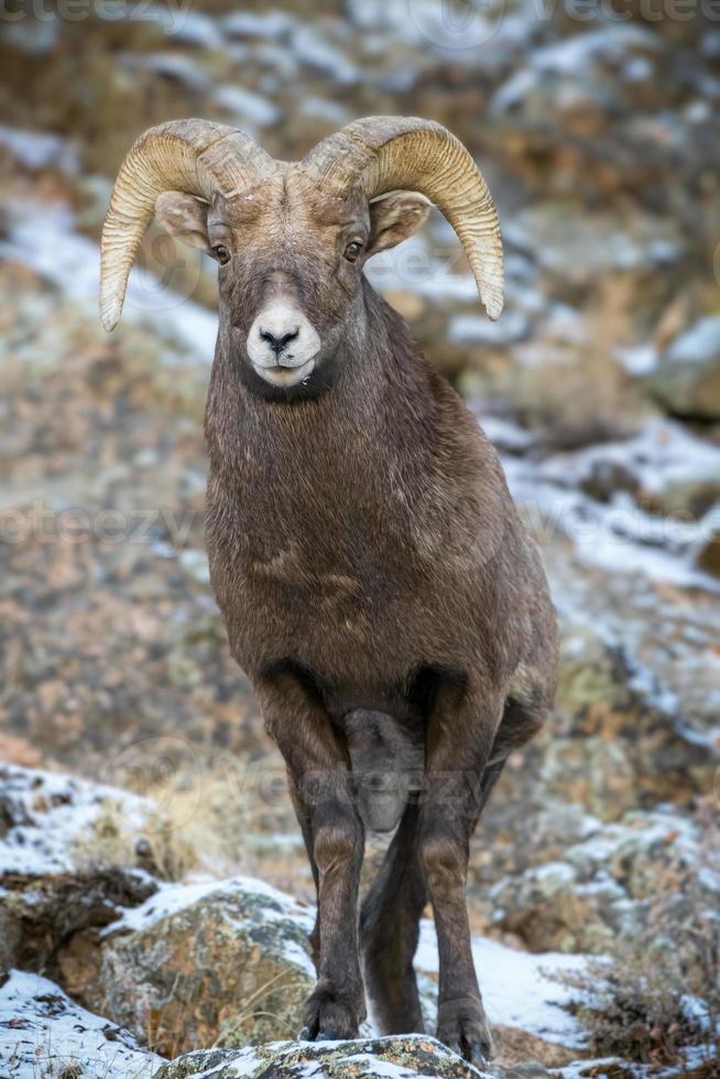 Colorado Rocky Mountain Bighorn får Bighorn Ram på en snöig sluttning. foto