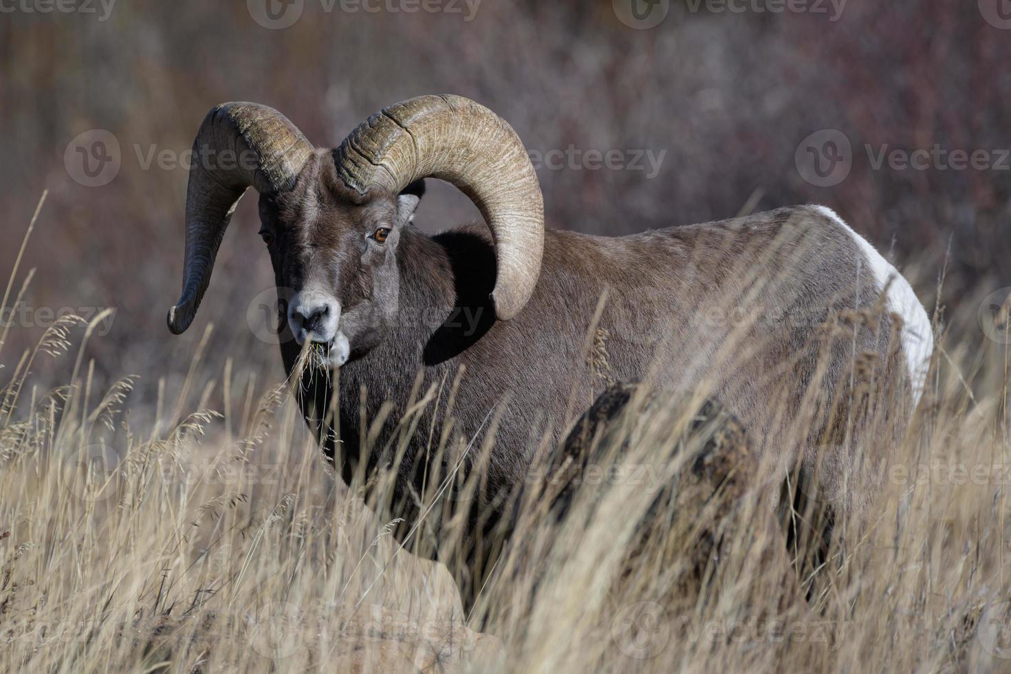 Colorado steniga berg bighorn får foto