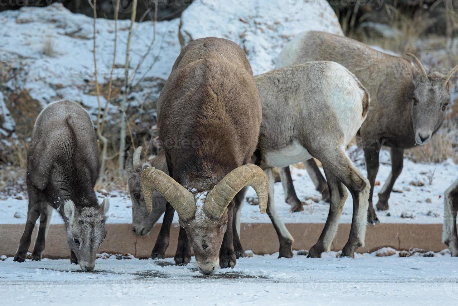 Colorado steniga berg bighorn får foto