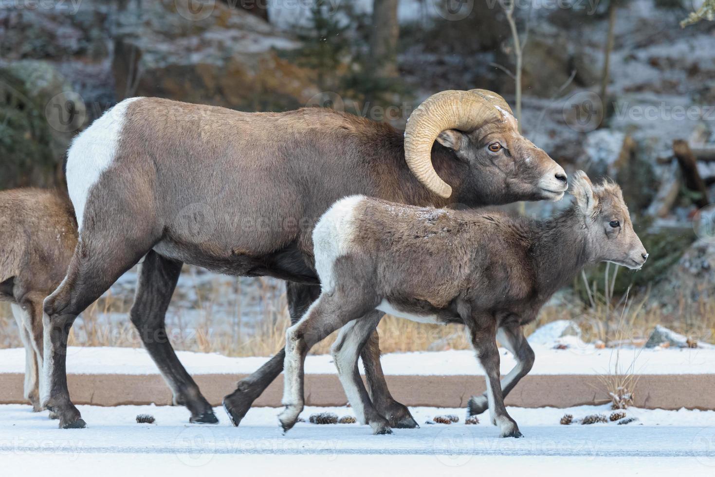 Colorado steniga berg bighorn får foto